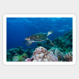 Hawksbill Sea Turtle on the Great Barrier Reef Sticker